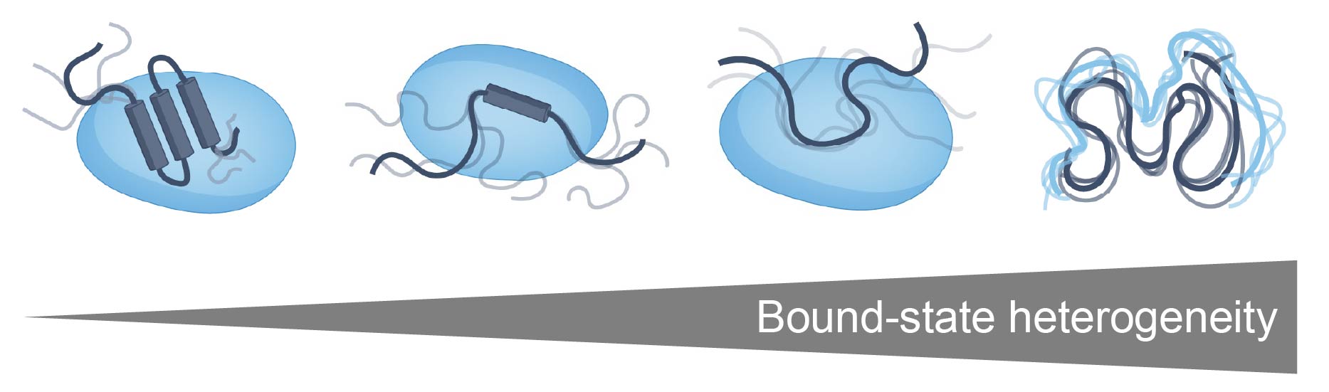 Diagram of IDR binding